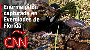 ¿Cuál es la serpiente más grande capturada en los Everglades?