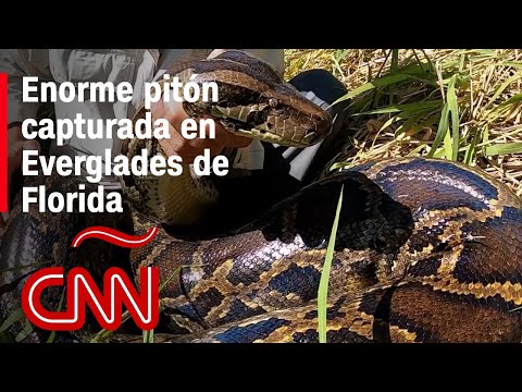 Video: ¿Se matan las pitones capturadas?