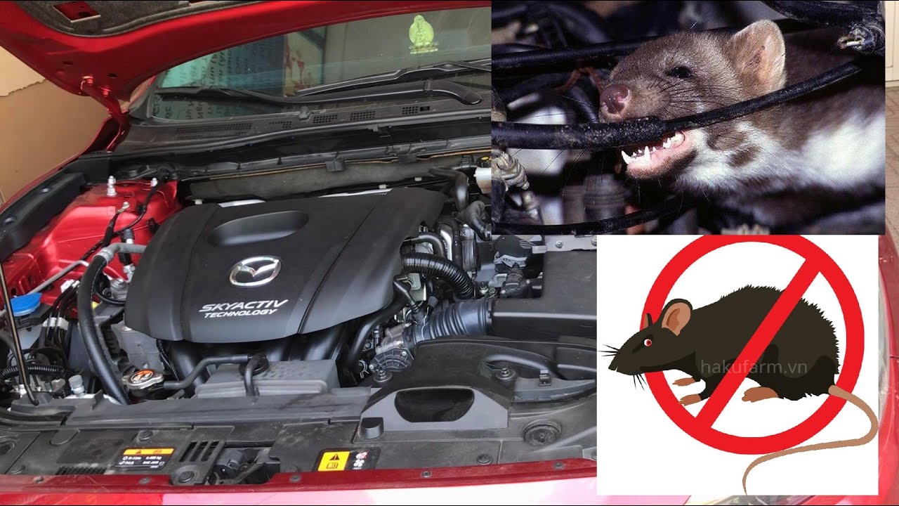 new789🥤Chí Linh nhấp chuột Cách Chống Chuột Vào Xe Ô tô 100% dứt điểm | How To Prevent Mouse From Car