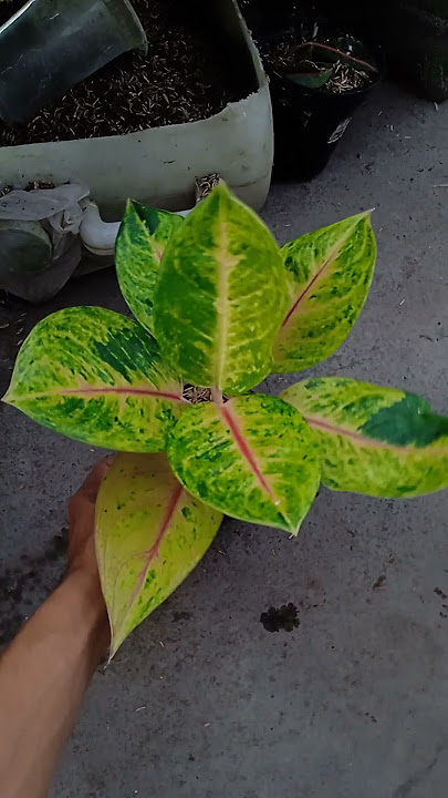 Golden star idr. 150k wa 089638414158 #aglonema #aglonemalokal #aglonemaindonesia #tanamanhias