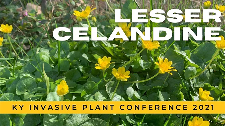 Lesser Celandine
