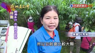 2020.08.09【在地真台灣】6-8月蜜桃成熟時! 拉拉山水蜜桃最佳賞味期