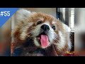 #55 FUNNY PETS / СМЕШНЫЕ ВИДЕО 2021 / Я РЖАЛ ПОЛЧАСА / СМЕШНЫЕ ЖИВОТНЫЕ