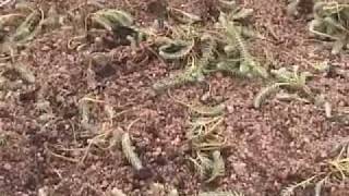 Green Roof Garden Planting Begins!