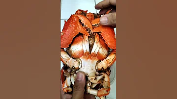 Crabs | Curacha | Red Frog Crabs | Spanner Crabs  #Shorts