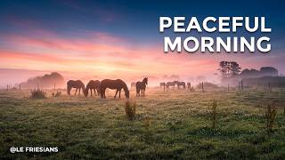 Gentle Dawn in Le Friesian  Quiet Sunrise & Birds Singing  Morning Relaxation