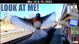 BLUEBIRD FLASHES THE CAMERA! SNOW IN FLAGSTAFF, FAMILY LINE & HORIZON ENGINES, WEED SPRAYER UP-CLOSE