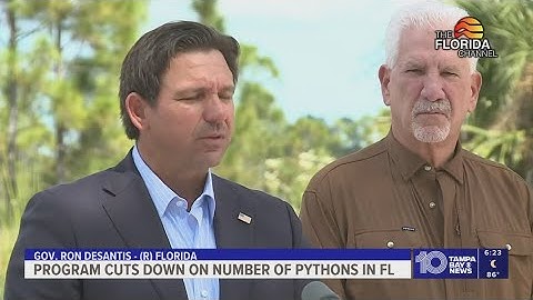 A state program cuts down population of invasive pythons in Florida