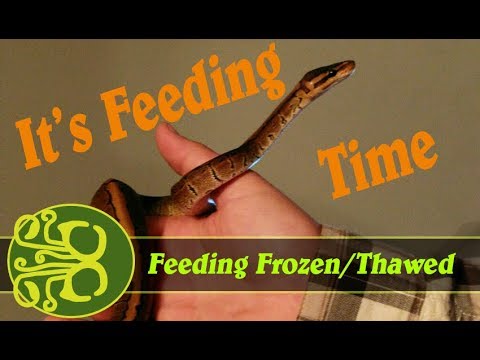 Ball Python Feeding Frozen 41