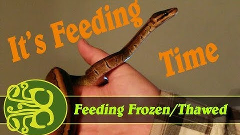 Feeding My Ball Python A Frozen/Thawed Mouse!!!