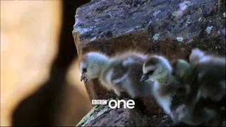 Life Story with David Attenborough  Trailer   BBC One clip2