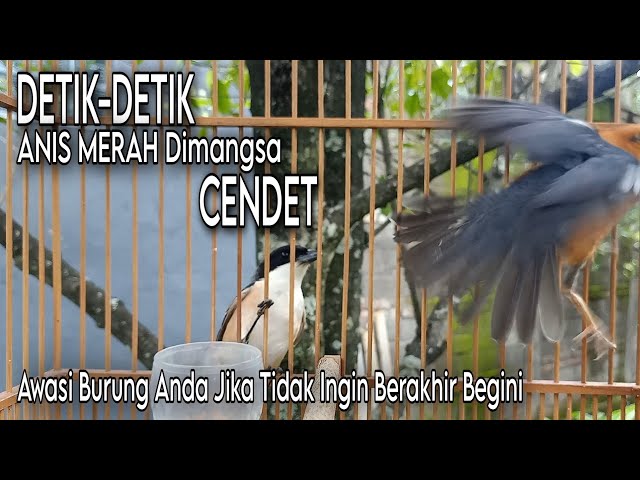 Detik-detik Anis Merah Dimangsa Cendet || Awasi Burung Anda Jika Tidak Ingin Berakhir Begini class=