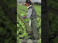 Efficient Cabbage Harvesting Gear: The Ultimate Farmer's Helper!