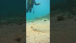 Camouflaged Sole Fish Revealed by Approaching Diver