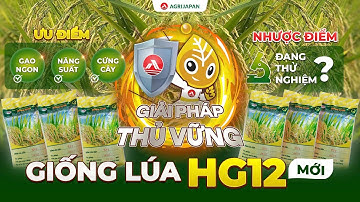 AgriJapan | Kế Hay Chọn Giống: Giống Lúa mới HG12 và Giải Pháp từ AGRIJAPAN