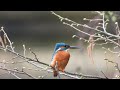 Natuurvideo - Ijsvogel (geluid +beeld) - Kingfisher (sound + video) (Alcedo Atthis)