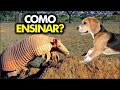 Como Ensinar Meu Cachorro A Caçar Tatu [Passo-A-Passo]