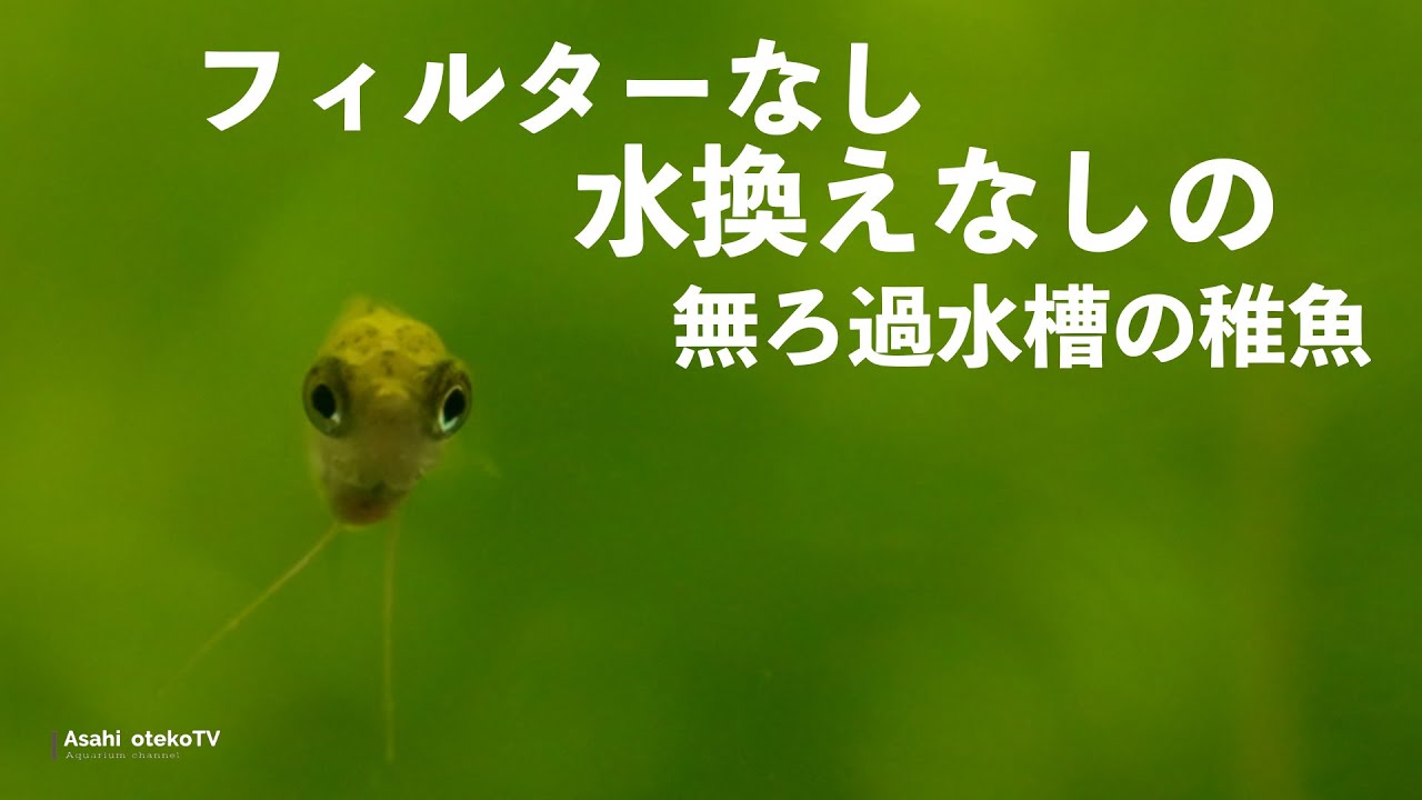 ろ過フィルターなし水換えなし水槽に住む稚魚の生態 Youtube