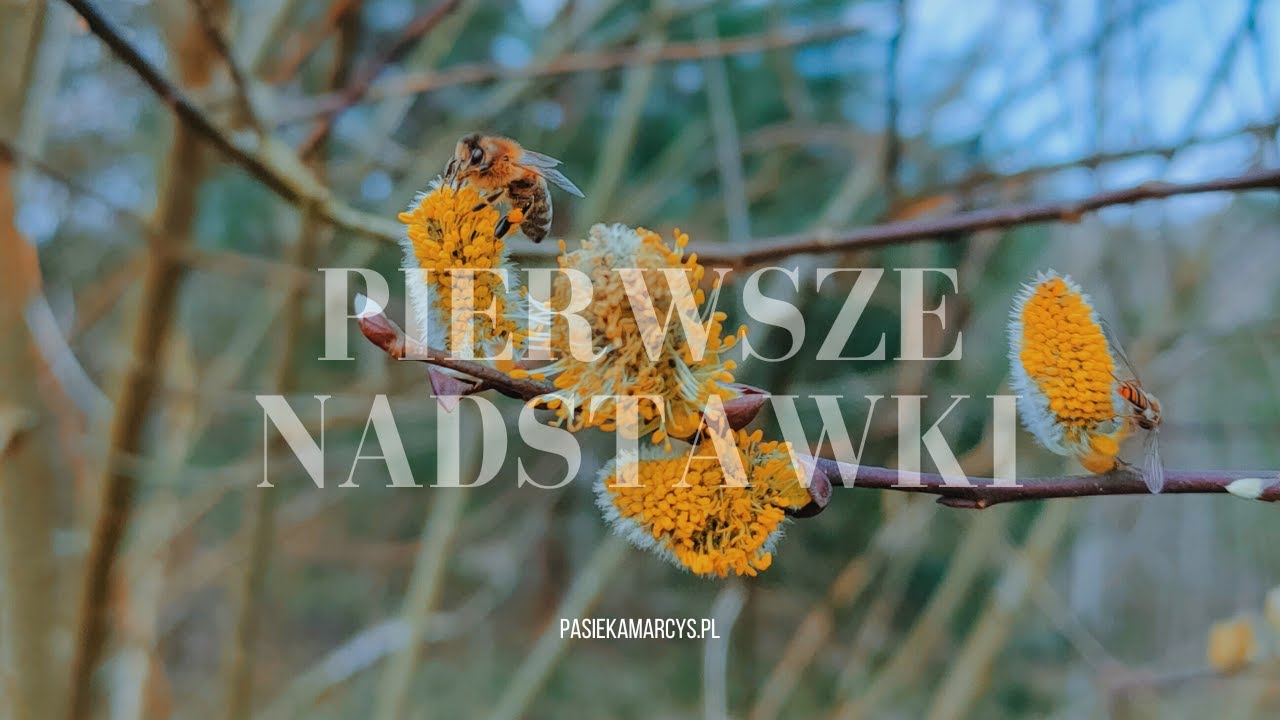 Pierwsze nadstawki w tym roku. Projekt Gertruda #4