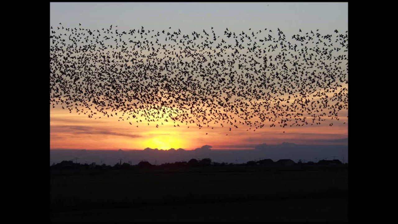 Why Do Birds Suddenly Appear