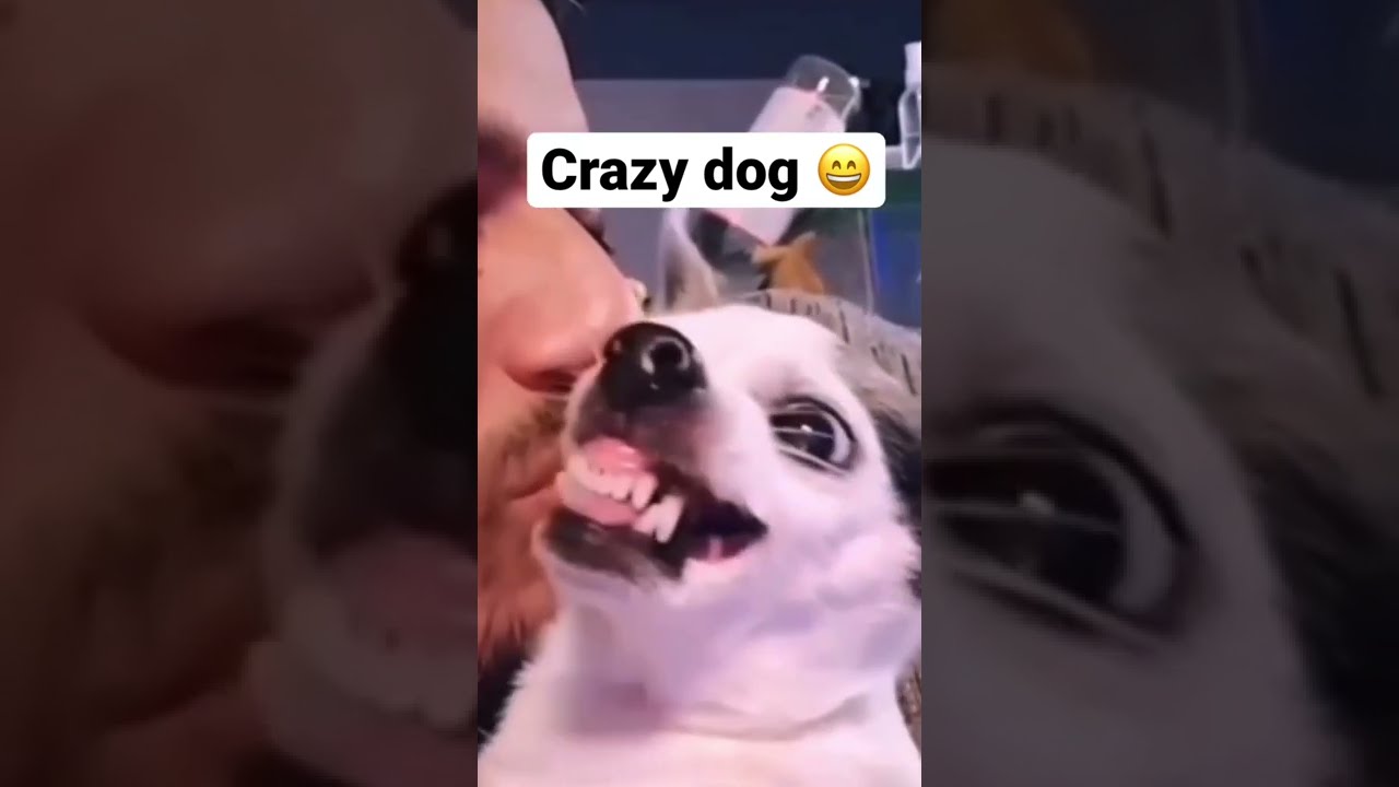 Злой пёс😂 🐶