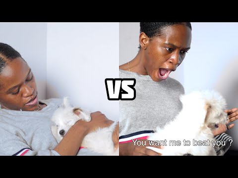 🐶NORMAL DOG OWNERS VS AFRICAN DOG OWNERS