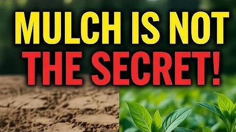 They Lied About Mulch! This Hidden Soil Layer Works 5X Faster Than Compost (Do This Today)