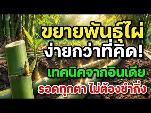 ภาพปกวิดีโอ: ขยายพันธุ์ไผ่ด้วยเทคนิคจากอินเดีย เปลี่ยนปล้องไผ่เป็นถังเก็บน้ำ อัตรารอดเกือบ 100%