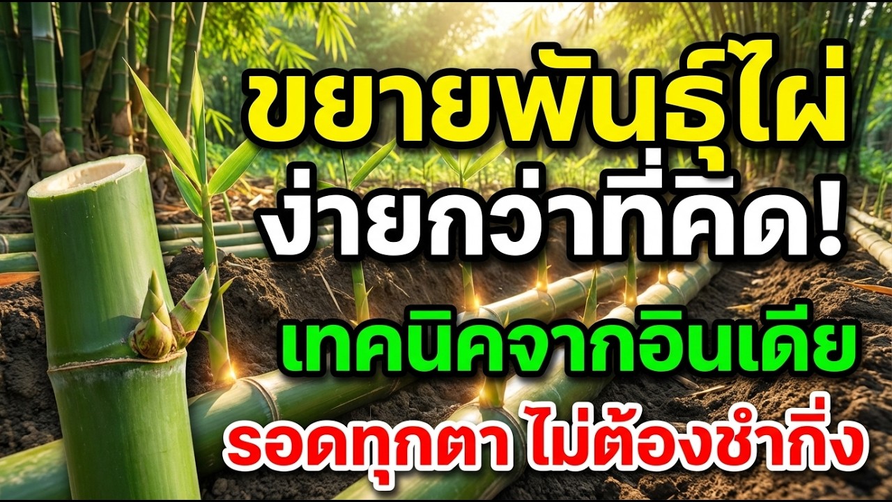 ขยายพันธุ์ไผ่แบบง่ายๆ เทคนิคจากอินเดีย โตไว รอดทุกตา ไม่ต้องชำกิ่งให้เสียเวลา