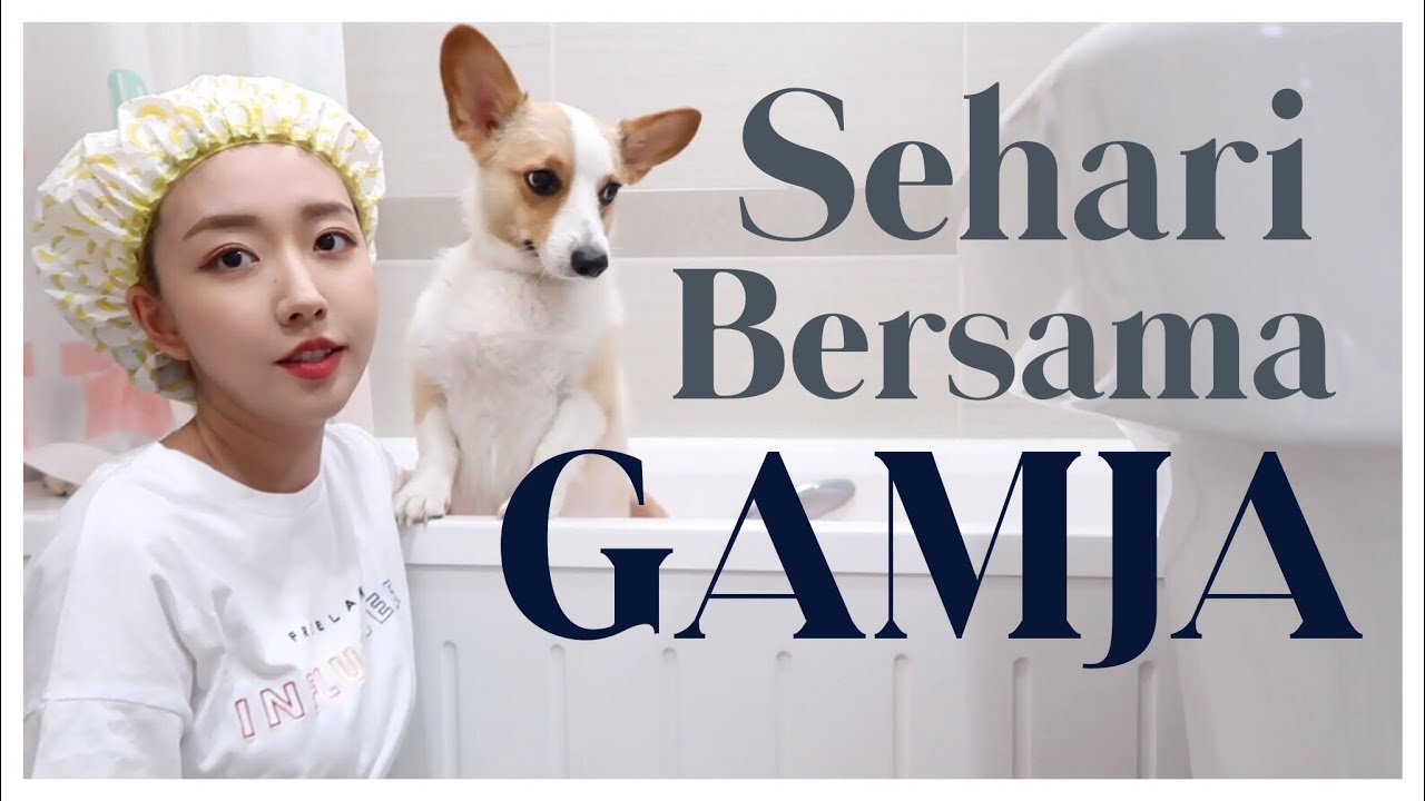 SEHARI BERSAMA GAMJA | TIPS memandikan anjing agar tidak trauma air !