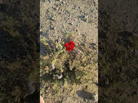 بوته عجیب با گل زیبا خیلی جالبه