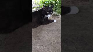 #길고양이밥주기 #Viral #catfeeding #straycats #healingvideo #MustSee #streetcats #shorts #kittenrescue #tnr