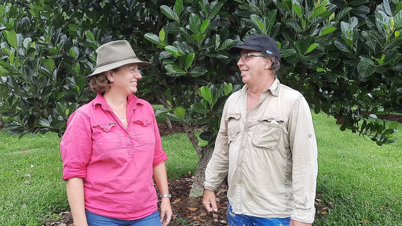 Jackfruit pruning and farm jobs in monsoonal rain YouTube