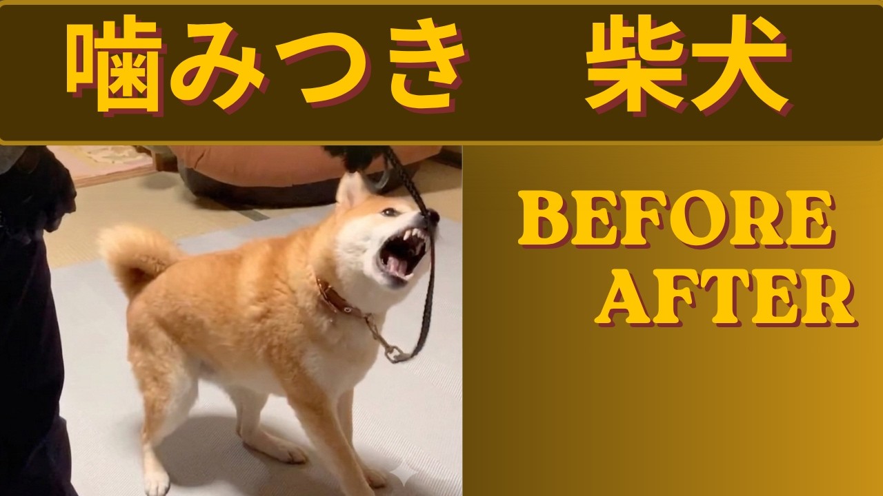 噛みつき 柴犬