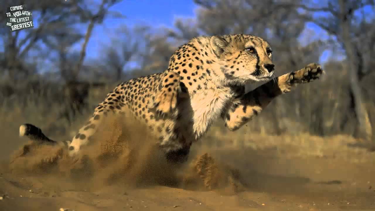 【House】Axero & Itro - Move