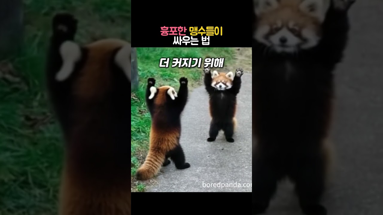 하찮..정말 무서운 맹수들의 싸움법 