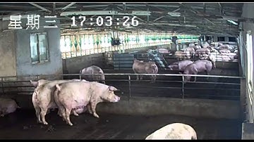 Gestal 3G: 1350 sows unit in China