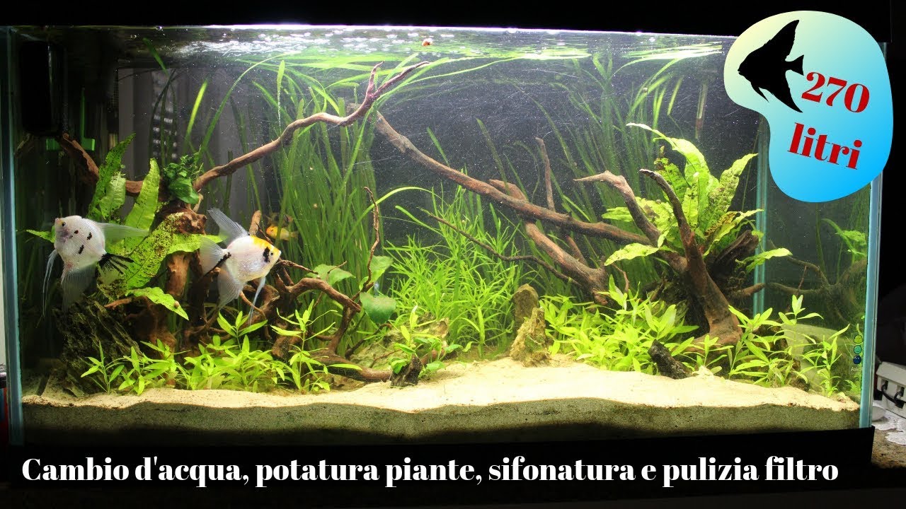 💪🏼 Sistemo il mio ACQUARIO di 270 litri 💦 - YouTube