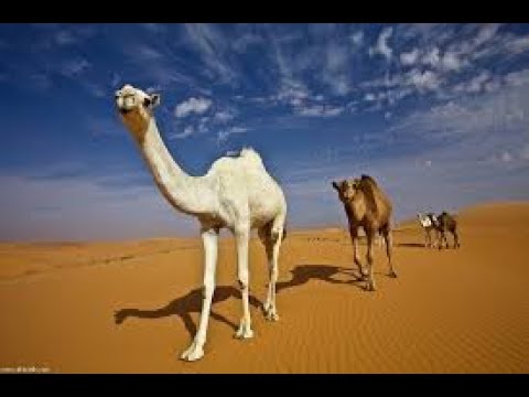 Camel Ship Desert  الجمل سفينة الصحراء