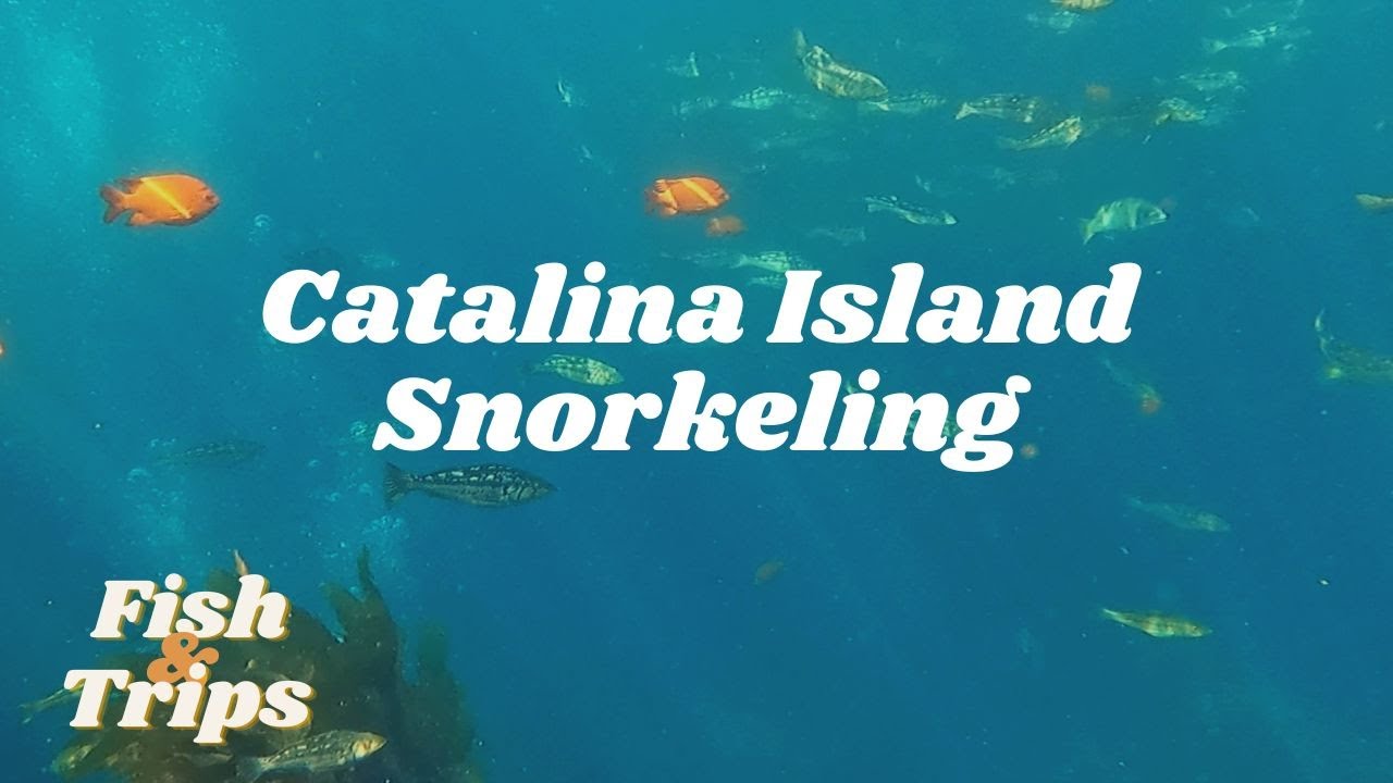 Catalina Island Snorkeling with 100's of Fish! YouTube