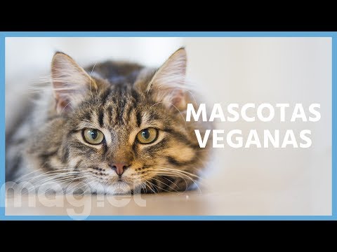 Vídeo: RSPCA No Reino Unido Afirma Que Comida De Gato Vegana é Crueldade Sob A Lei De Bem-Estar Animal