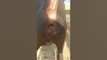 Pregnancy check of a young black buffalo 🐃 |Full funny video | Village info