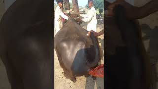 Pregnancy check of a young black buffalo 🐃 |Full funny video | Village info