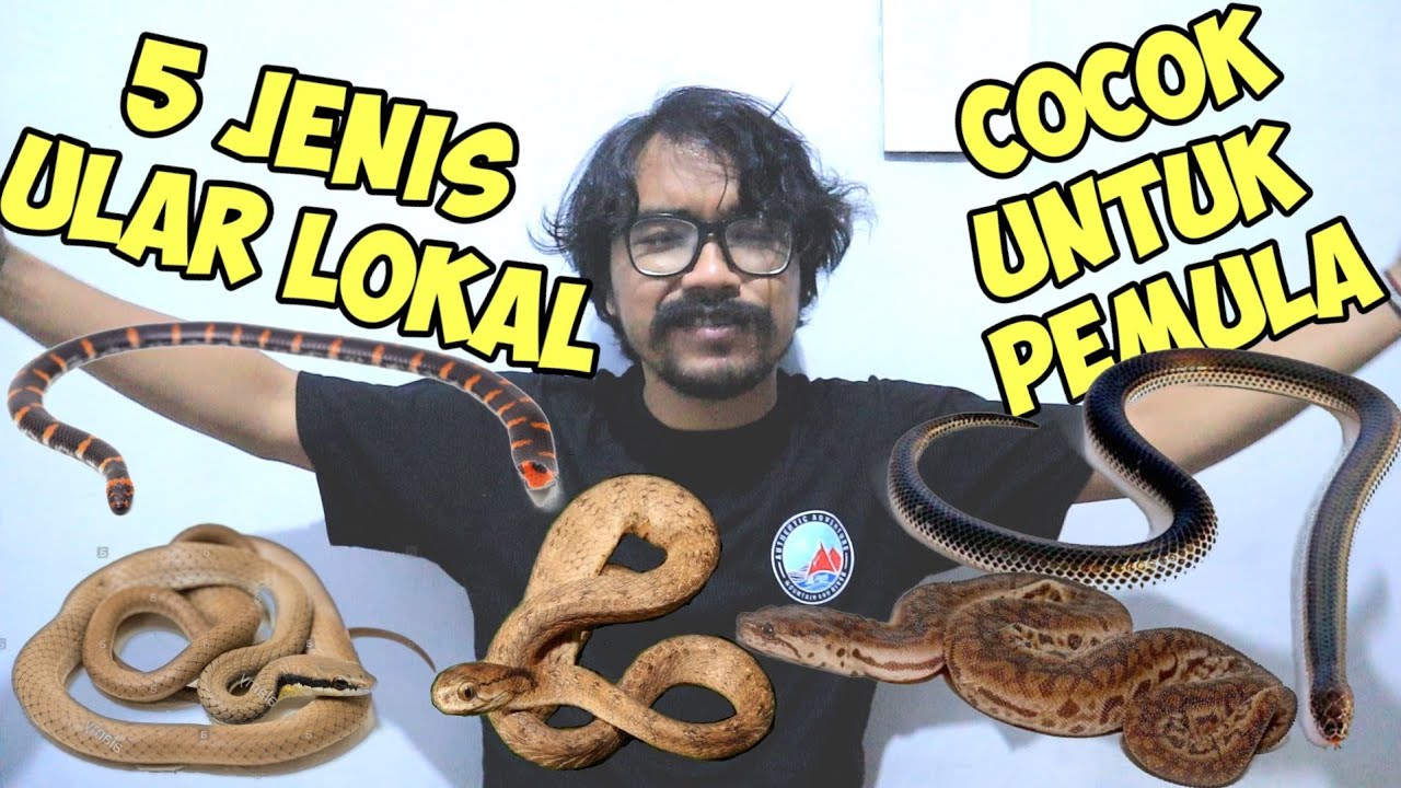 5 Jenis Ular Lokal Yang Aman Untuk Di Pelihara Pemula | ULAR INDONESIA