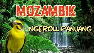 suara burung mozambik ngerol panjang