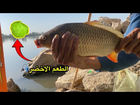 صدت سمجة + افضل طعم للأسماك🎣 فيديو مختصر