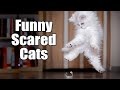 Cats Getting Scared And Startled 😹 (2021 Video Compilation) | Reaction