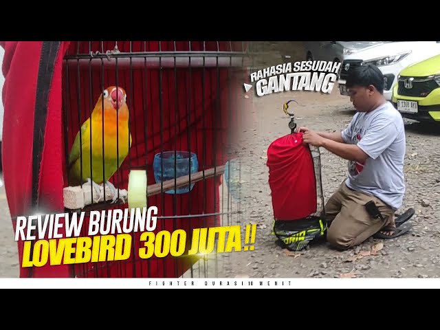 RAHASIA DIBALIK FIGHTER DURASI 10 MENIT‼️REVIEW LOVE BIRD 300 JUTA class=