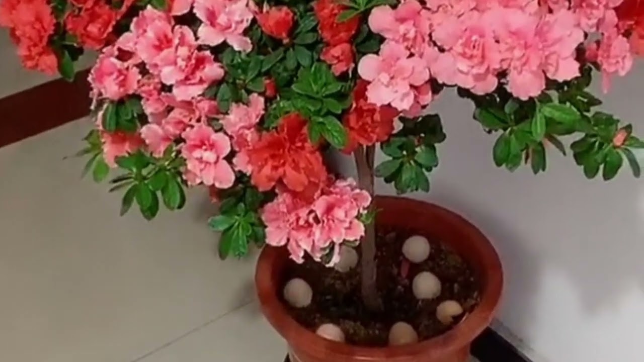 杜鹃花  rhododendron flower meaning
