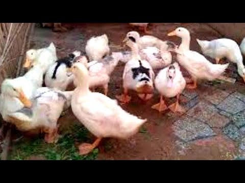 البط البيور والمولار عمر 35 يوم مع الخلطه السحريه لتسمين البط وعلاج الكساح بأقل تكلفه